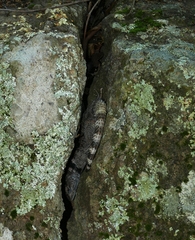 Sceloporus poinsettii