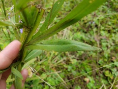 Helenium flexuosum
