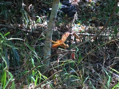 Neurothemis taiwanensis