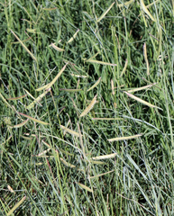 Bouteloua gracilis
