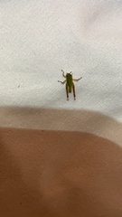 Dichromorpha viridis