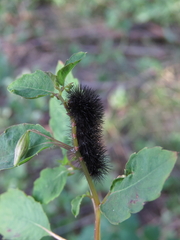 Hypercompe scribonia