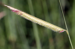 Bouteloua gracilis