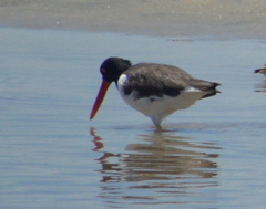 Haematopus palliatus