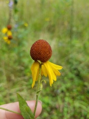 Helenium flexuosum