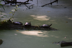 Chrysemys picta picta