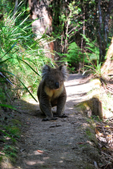 Phascolarctos cinereus
