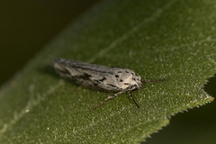 Ethmia
