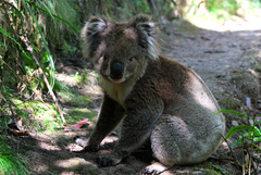 Phascolarctos cinereus
