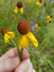 Helenium flexuosum