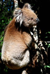 Phascolarctos cinereus