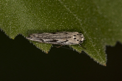 Ethmia