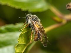 Trichiosoma triangulum