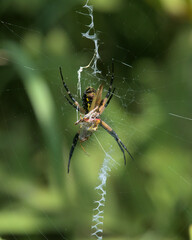 Argiope aurantia
