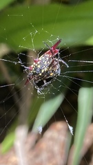 Gasteracantha