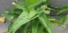 Violaceae