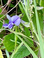 Neustanthus phaseoloides
