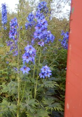 Delphinium