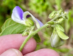 Neustanthus phaseoloides