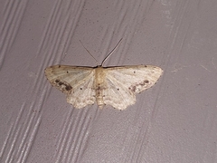 Idaea dimidiata