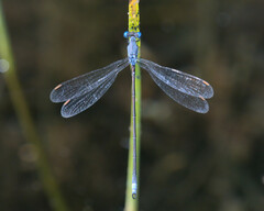 Lestes vigilax