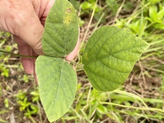 Neustanthus phaseoloides