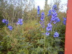 Delphinium