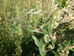 Coccinella transversoguttata