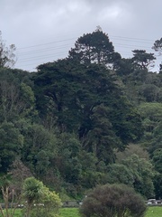 Microcarbo melanoleucos brevirostris