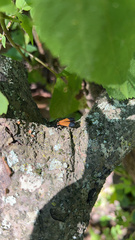 Calopteron terminale