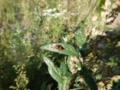 Coccinella transversoguttata