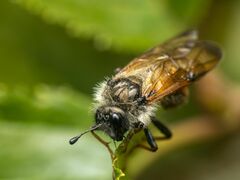 Trichiosoma triangulum