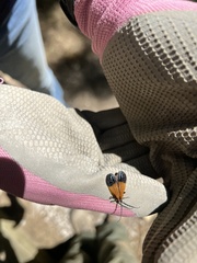 Calopteron terminale