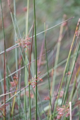 Juncus effusus
