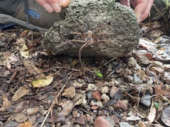 Heteropoda