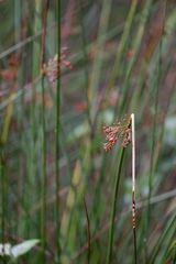 Juncus effusus