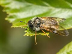 Trichiosoma triangulum