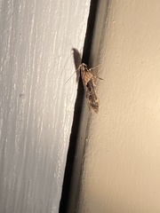 Chionodes mediofuscella