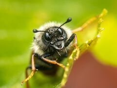 Trichiosoma triangulum
