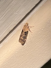 Chionodes mediofuscella