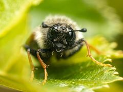 Trichiosoma triangulum