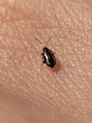 Phyllotreta striolata