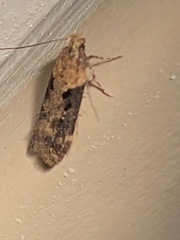 Chionodes mediofuscella