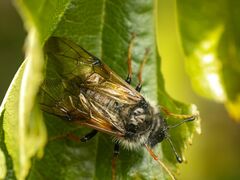 Trichiosoma triangulum