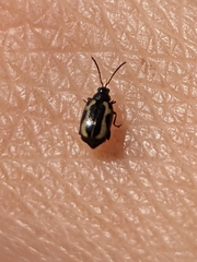 Phyllotreta striolata