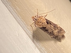 Chionodes mediofuscella