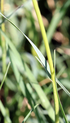 Bouteloua gracilis
