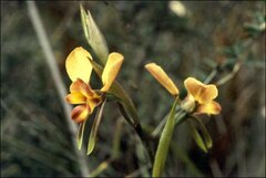 Diuris orientis