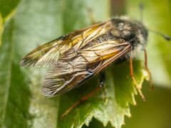 Trichiosoma triangulum