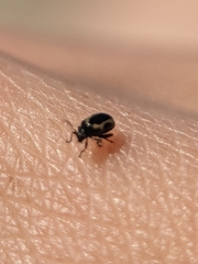 Phyllotreta striolata